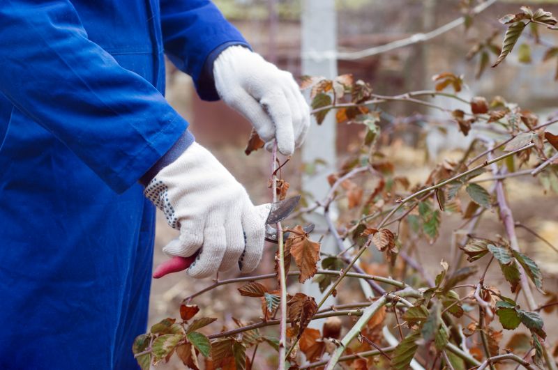 Fall Shrub Care