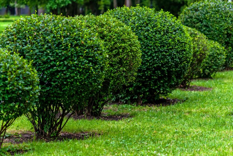 Year-Round Shrub Maintenance