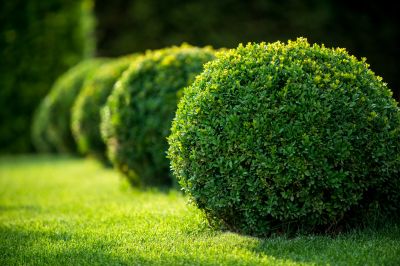 Tree and Shrub Care Specialists