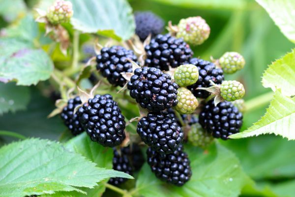 Blackberry Bush Removal in Coeur D Alene