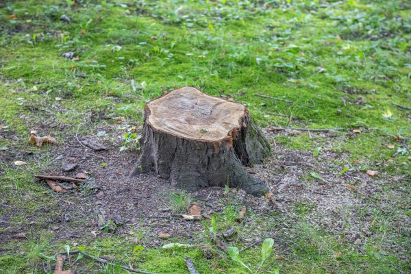 Bush Stump Removal in Coeur D Alene