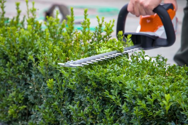 Hedge Pruning in Coeur D Alene