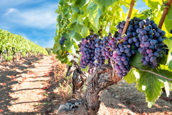 Cost of Grapevine Pruning in Coeur D Alene