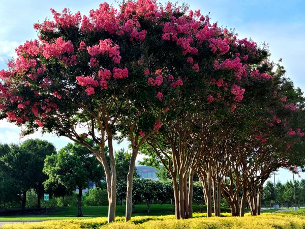 Cost of Crepe Myrtle Pruning in Coeur D Alene