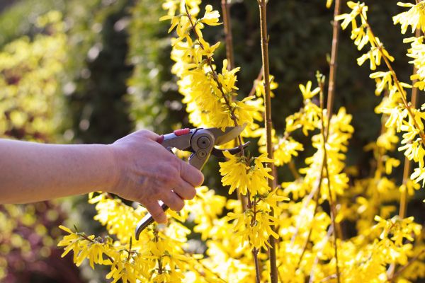 Forsythia Pruning in Coeur D Alene