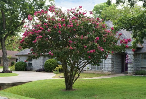 Crepe Myrtle Trimming in Coeur D Alene