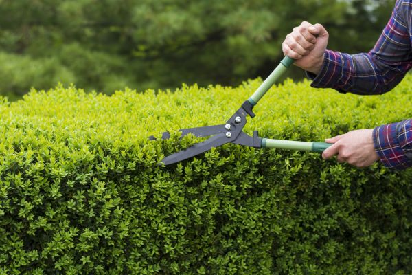 Evergreen Shrub Pruning in Coeur D Alene