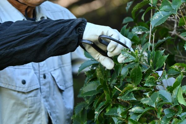 Holly Pruning in Coeur D Alene