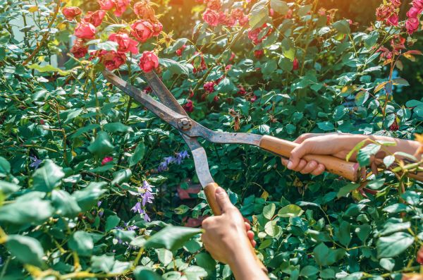 Knockout Roses Pruning in Coeur D Alene
