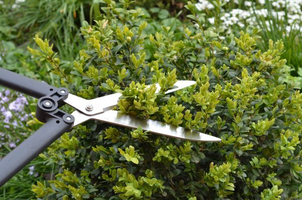 Cost of Boxwood Trimming in Coeur D Alene