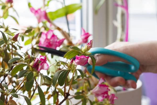 Azalea Pruning in Coeur D Alene
