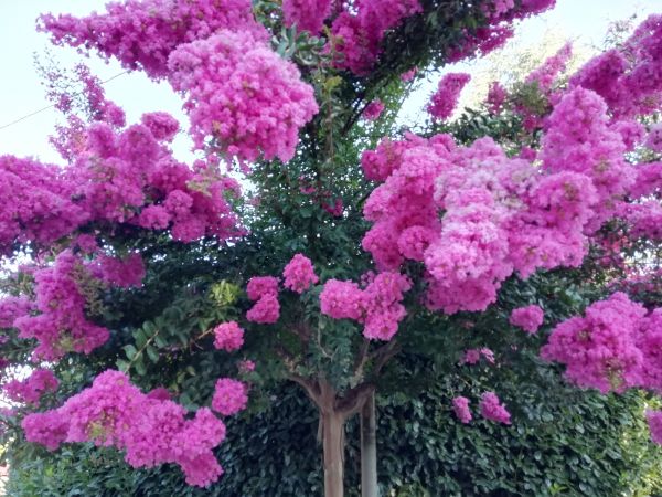 Crape Myrtle Pruning in Coeur D Alene