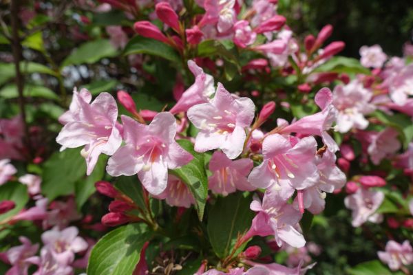 Weigela Pruning Service in Coeur D Alene