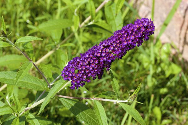 Butterfly Bush Pruning in Coeur D Alene