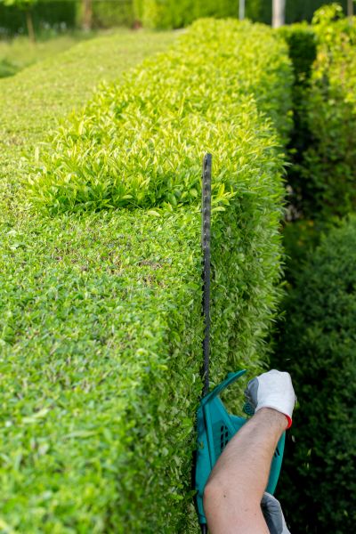 Hedge Trimming in Coeur D Alene